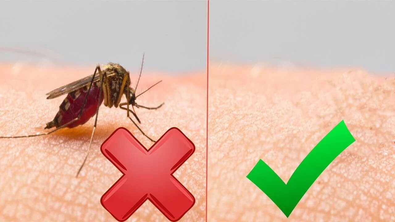 Зачем люди кусают людей. Как раскусают комары.