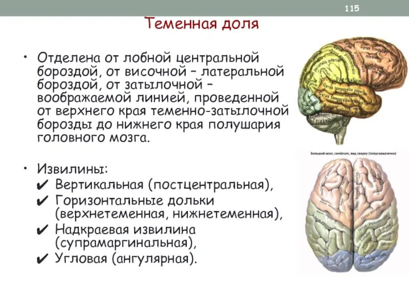 Лобную долю от височной отделяет