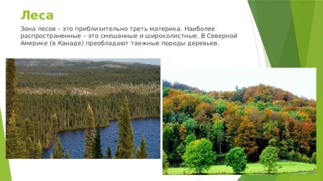 Хвойными породами (сосна, ель, лиственница, пихта, кедр). В лесах преобладают породы деревьев. Ель сосна кедровая сосна пихта лиственница. Основных лесообразующих пород. Главные лесообразующие породы широколиственных лесов.