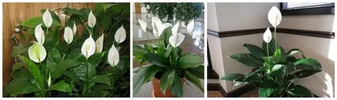 Спатифиллум опасен для кошек