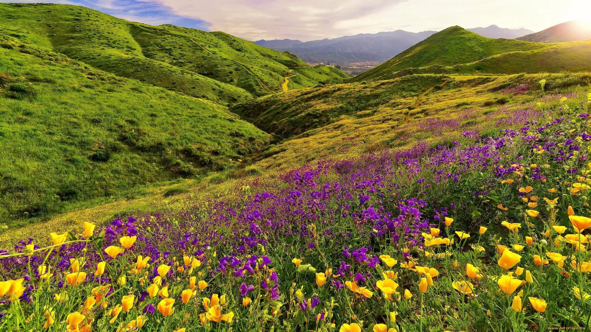 Карпаты горы цветы. Альпийские луга в гималаях. Горы гималаи растения. Альпийские луга. Долина цветы под.
