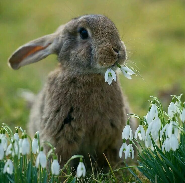 Spring animals