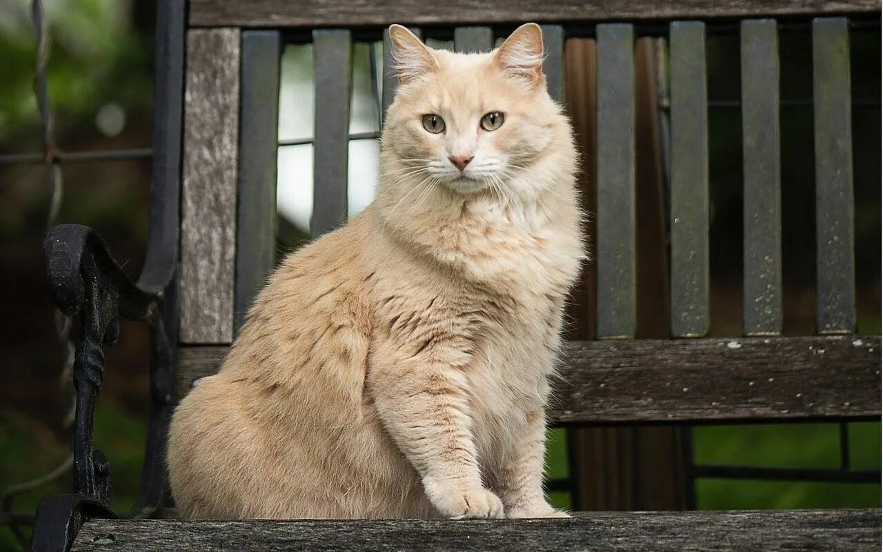 Фото сидящей кошки. Кот сидит. Сидячая кошка. Сидячий кот. Пушистый кот сидит.