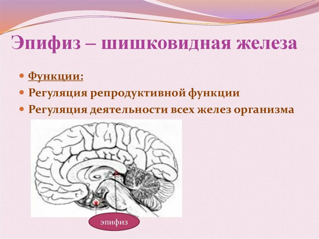 Пинеальная железа это. Эпифиз железа анатомия. Строение головного мозга эпифиз. Функции шишковидной железы головного мозга. Функция эпифиза в головном мозге.