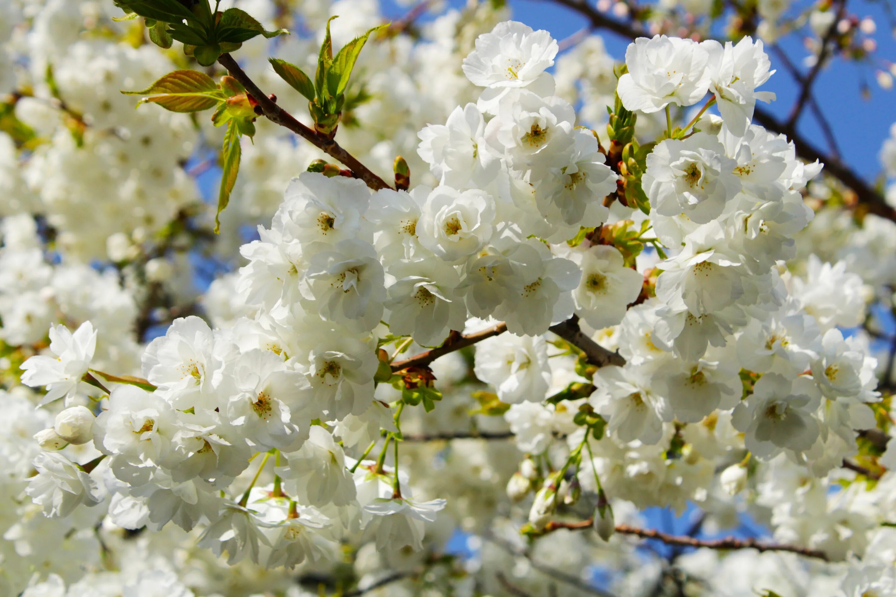 White spring. Цветение белой Сакуры. Цветущая японская белая вишня. Белая Сакура дерево. Японская вишня белая Цветущая дерево.