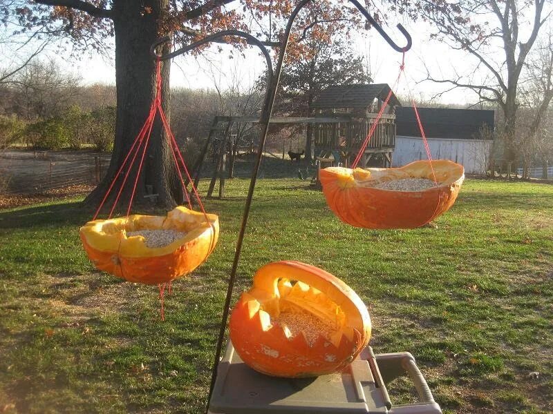 Кормушка для птиц из тыквы своими руками. Кормушка из тыквы. кормушка из тыквы для птиц. съедобная кормушка из тыквы. эко кормушка из тыквы.