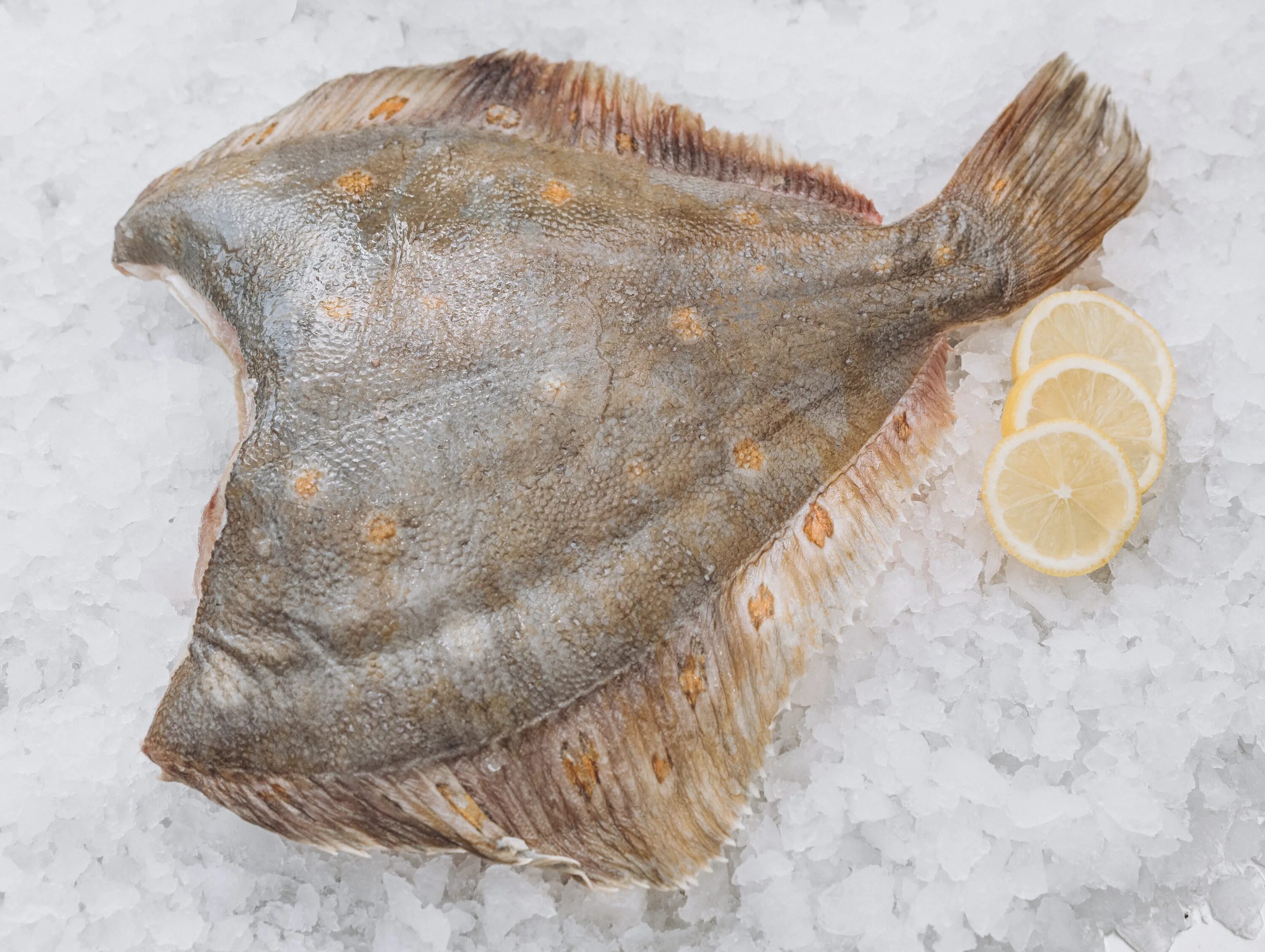 Морская камбала (pleuronectes platessa). Калкан рыба черноморский. Камбала калкан черноморская. Камбала желтобрюхая. Глостик черноморская камбала.