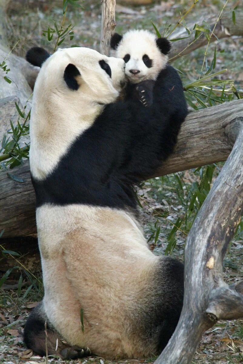 Pandas среднее
