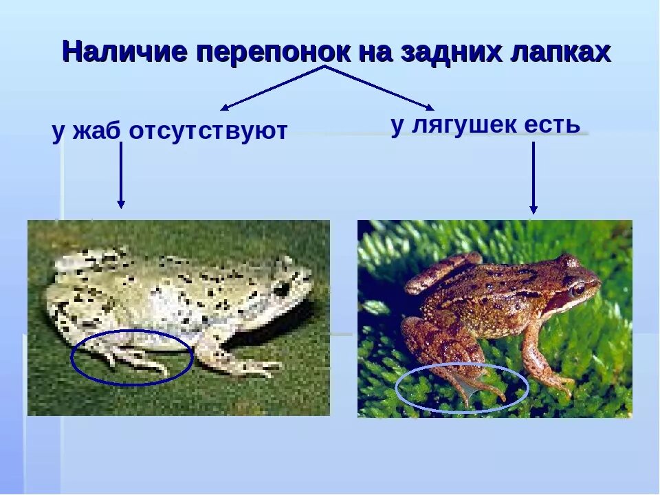 Различие лягушки и рыбы. Чем отличается жаба от лягушки. Сходство и различие лягушки и Жабы. Различие лягушки от Жабы. Сходство лягушки от Жабы.