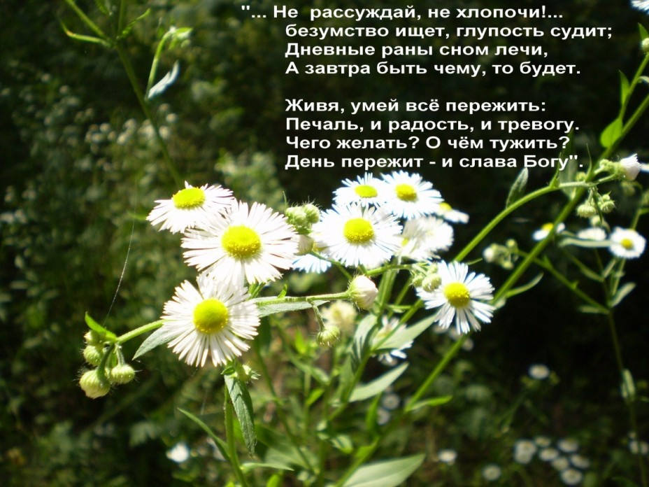 Не хлопочи безумство ищет глупость судит. Тютчев не рассуждай не хлопочи стихотворение. день пережит и слава богу стихи. не рассуждай не хлопочи безумство ищет глупость судит. безумство ищет глупость судит.