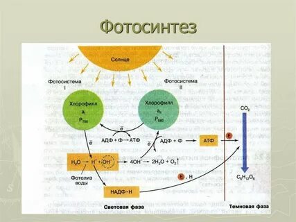 Схема фотосинтеза