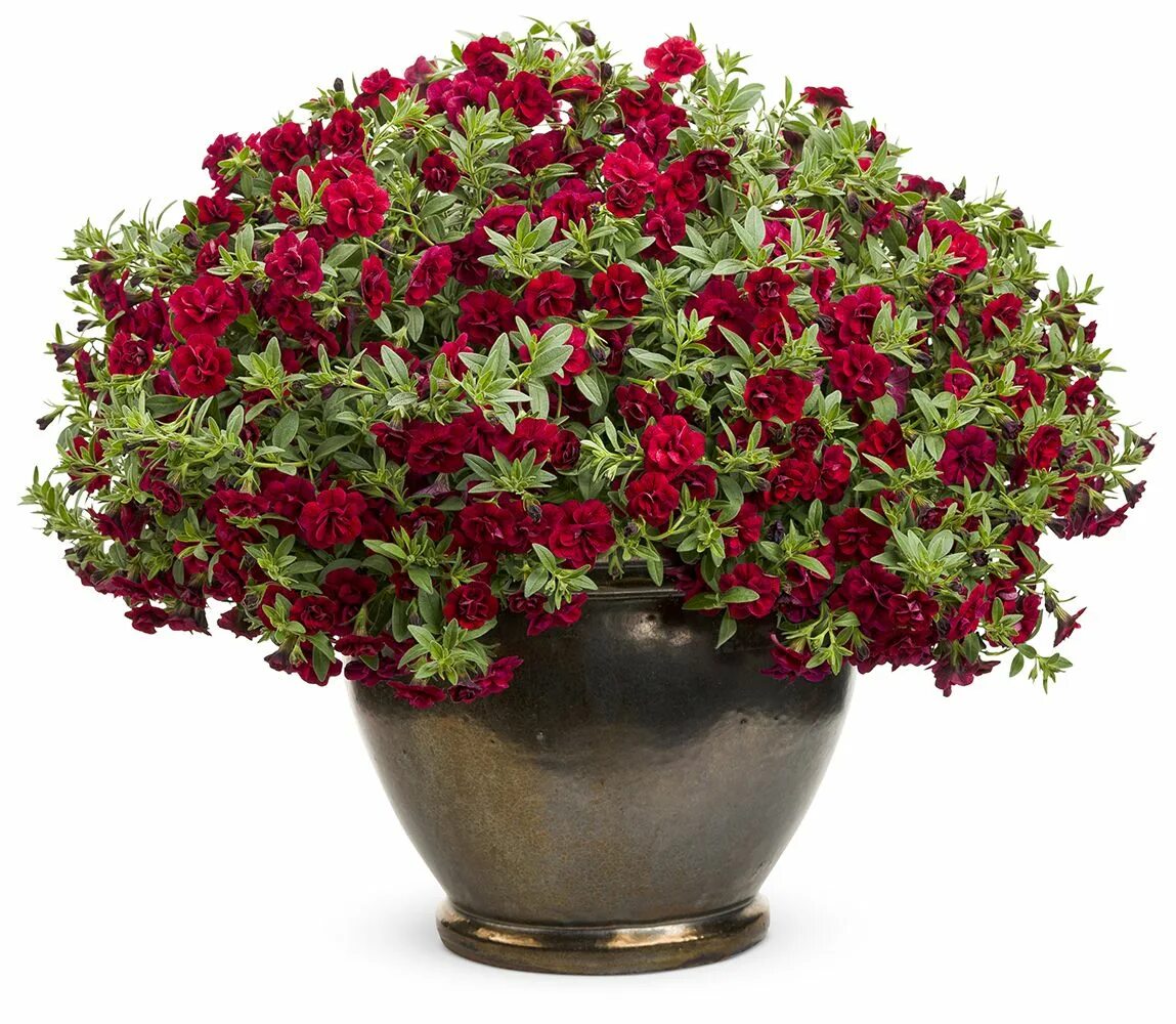 петуния калибрахоа. калибрахоа calita red. петуния калибрахоа ампельная. калибрахоа цветы. петуния калибрахоа.