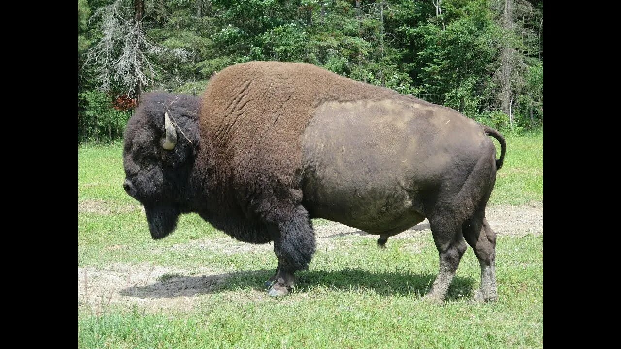 Как называется бизон. Североамериканский бизон. бизон (bison bison). американский бизон вес. гигантский бизон.