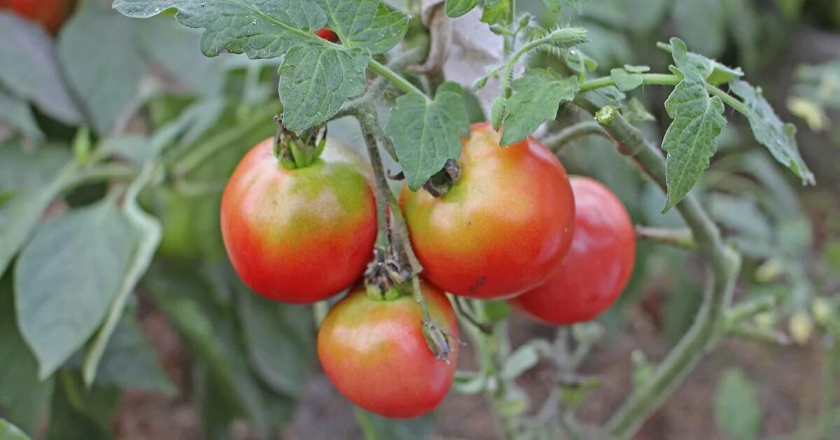 Почему помидоры краснеют. Томаты с желтым пятном у плодоножки. Томаты неровные. Помидоры не краснеют. Неравномерное окрашивание томатов.