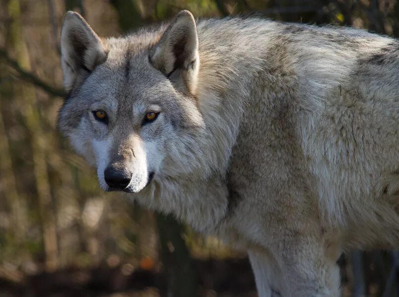 «Серый волк» (Сары Буре). Макензенский волк. Волк серый. Серый.