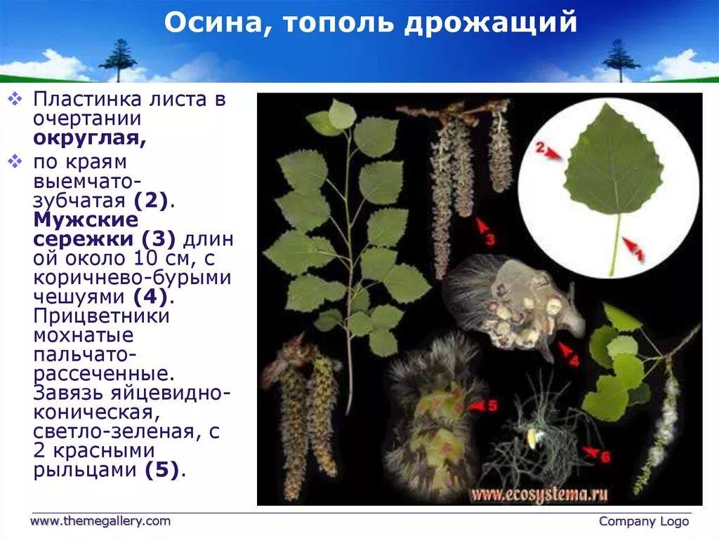 Тополь описание фото - Arhids.ru