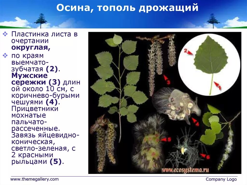 Тополь множественное. Тополь дрожащий осина дерево. Тополь край листовой пластинки. Тополь описание. Тополь дрожащий лист.