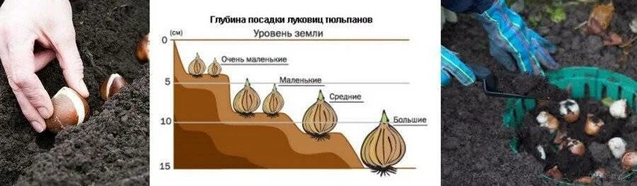 Можно тюльпаны сажать весной в открытый грунт. Глубина посадки луковиц тюльпанов. Схема посадки гладиолусов в открытый грунт весной. Глубина посадки гладиолусов в открытый грунт весной. Схемы посадки гладиолусов в грунт.