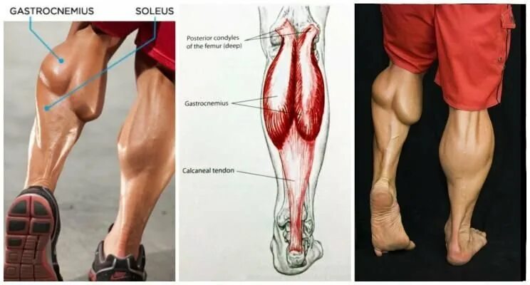 Soleus). Забиты икроножные мышцы. Мышцы икры ног. Танзенит ахилового сухожилия. Икроножная мышца.