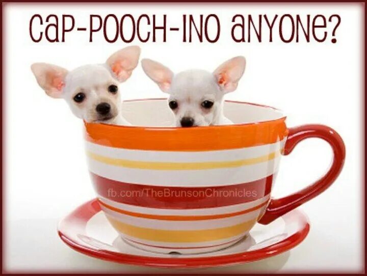 Чихуахуа можно сыр. Чихуахуа teacup. teacup собака. чихуахуа в чашке фото. чихуахуа в кружке фото.