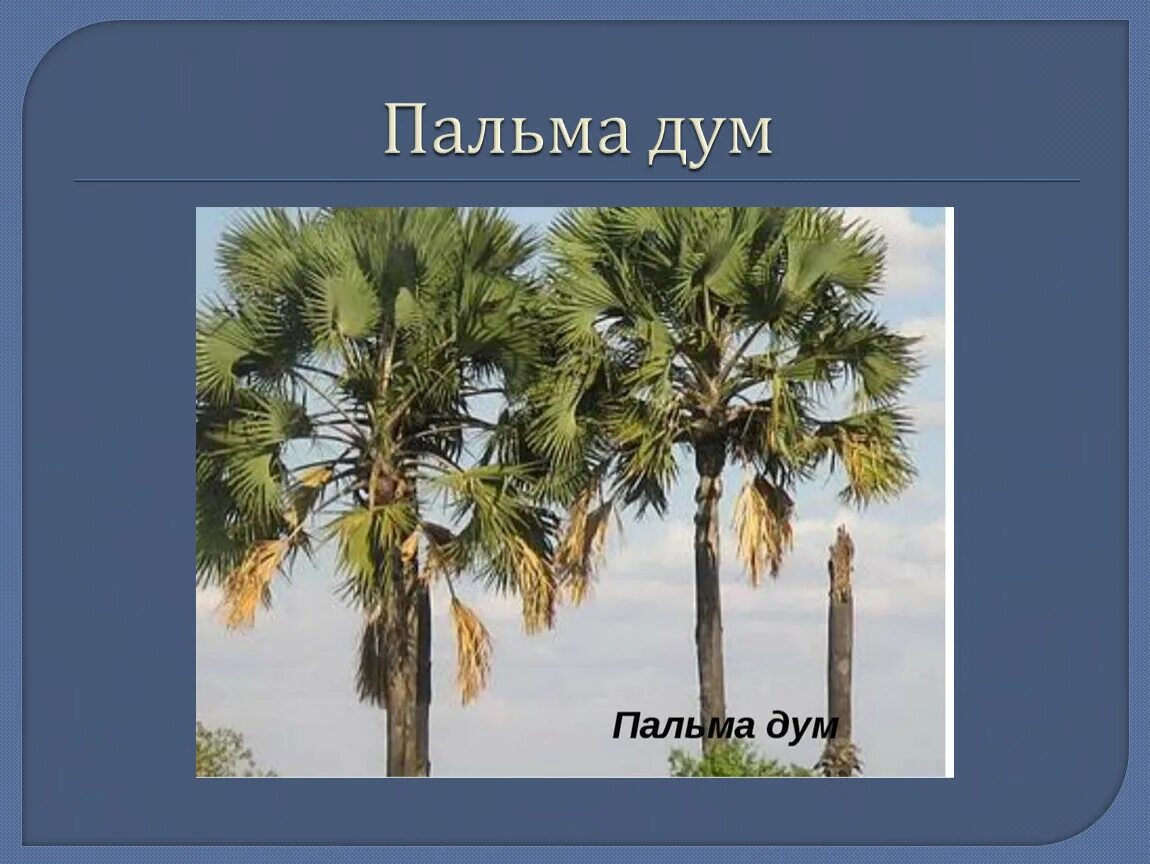 Пальма где растет природная зона. Пальма дум в Африке. Пальма в классе. Пальма дум в саванне. Пальма дум картинки.