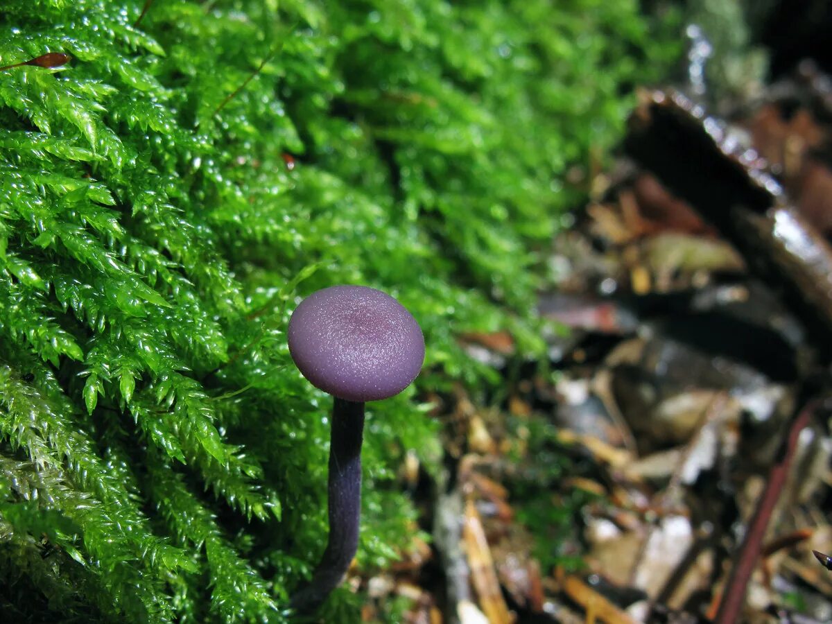 Включи редкие грибы. Лаковица Аметистовая. Паутинник фиолетовый. Лаковица Аметистовая гриб фото. Грибы пискуны.