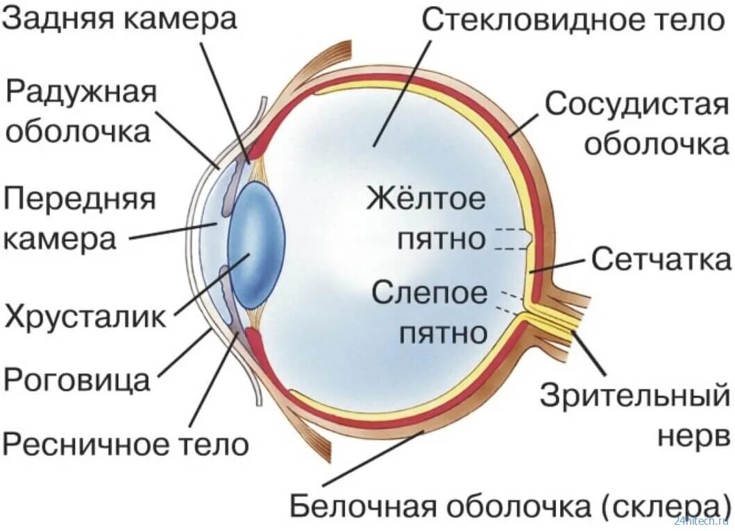 Изображение видимых предметов формируется на а роговице. Строение глаза сбоку. Схема строения глазного яблока человека. Строение глаза спереди. Строение зрительного анализатора глазное яблоко.