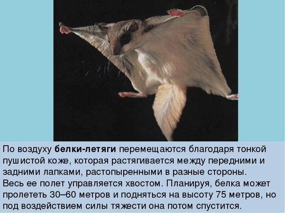 Белка летяга доклад 4 класс окружающий. Доклад белки летяги. белка летяга доклад для 4. доклад о белке летяге 4 класс кратко. летяга описание 4 класс.