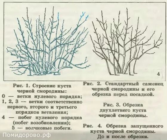 Как подрезать смородину весной. Схема обрезки куста смородины осенью. Схема обрезки черной смородины осенью. Схема обрезки крыжовника весной. Формирование куста смородины весной.