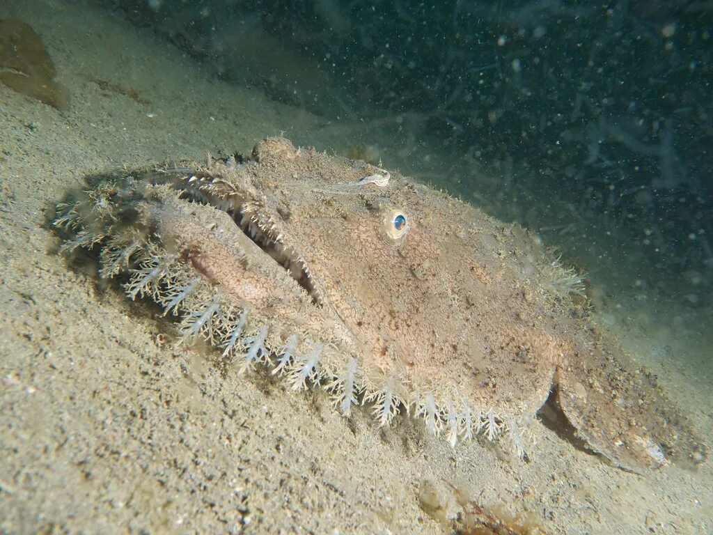 Monkfish