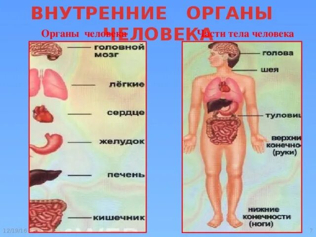 Части тела человека окружающий мир 4 класс. Строение тела человека. Внутренние органы человека. Внутренние части тела человека. Название органов человека.