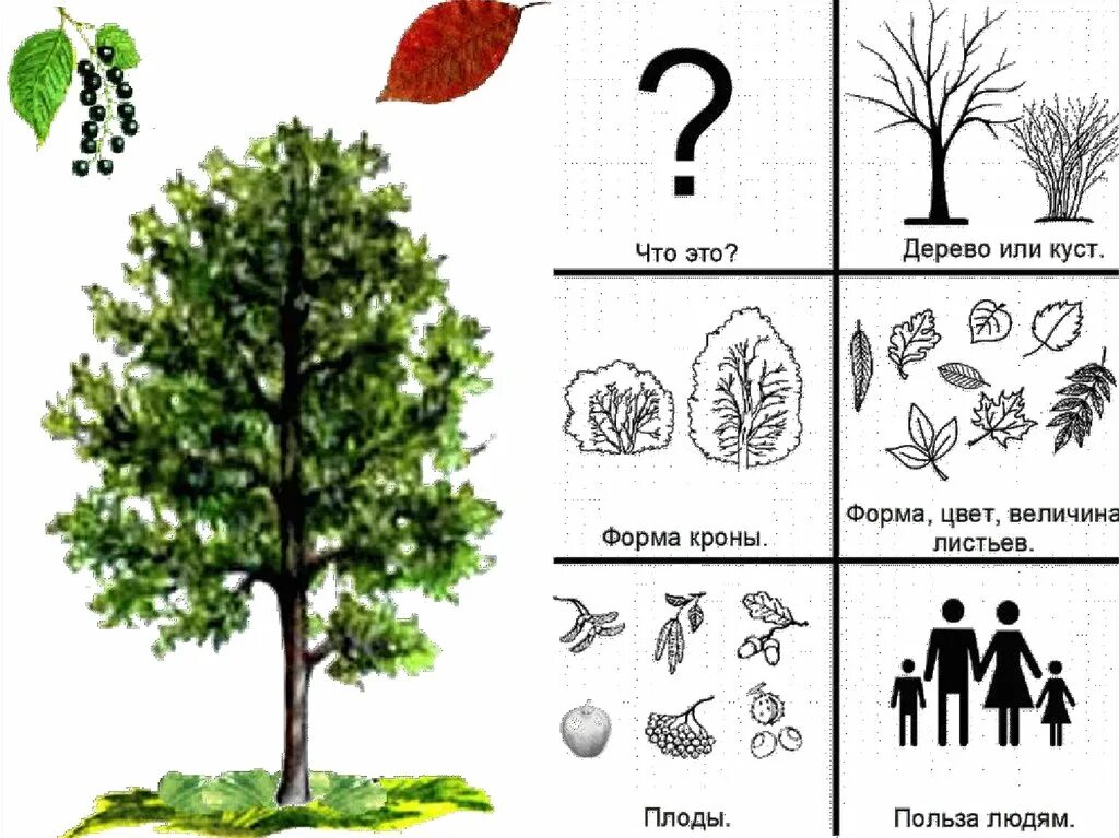 Урок дерево 8 класс. Деревья для дошкольников. Деревья и кустарники задания. Задания для детей деревья и кустарники. Деревья и кустарники для детей.