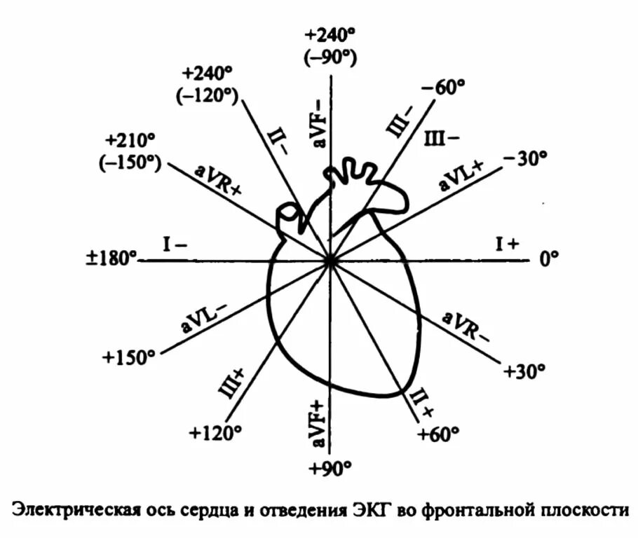 Как определить ось сердца. Электронная ось сердца на экг. эос на экг угол альфа. электрическая ось сердца по углу альфа. угол альфа 30 градусов на экг.