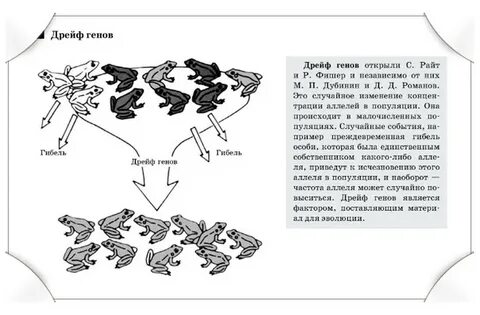 Какую роль в эволюции играют дрейф генов