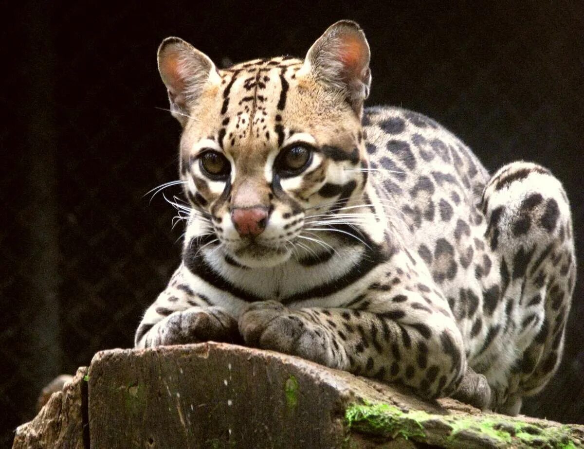 Кошка домашний леопард сканворд. Леопард онцилла. оцелот (leopardus pardalis). оцелот тигробыль. оцелот, онцилла, маргай.