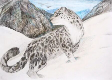 Нарисовать снежного барса из красной книги