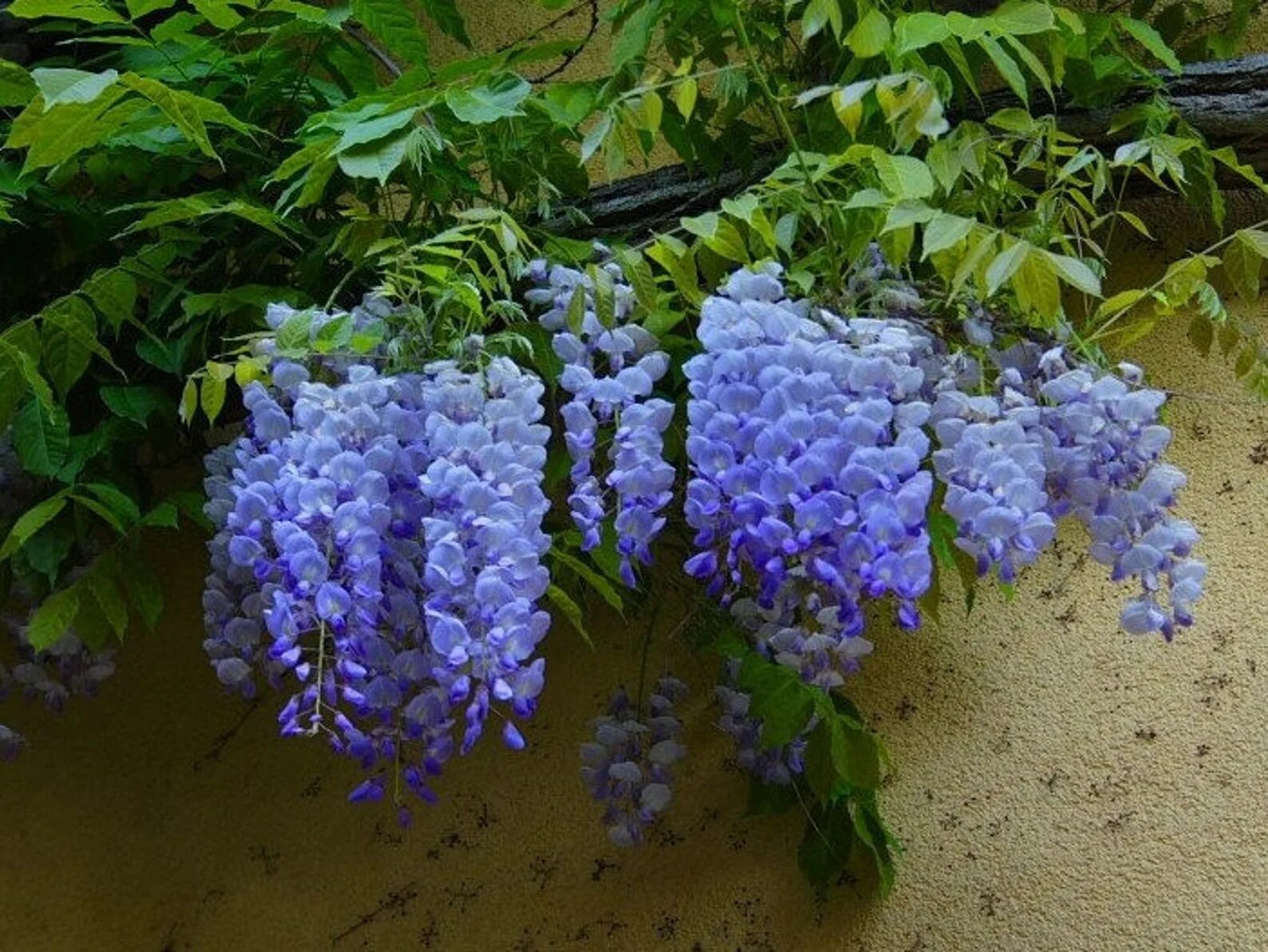 Глициния Блю Мун. Глициния Блю сапфир. Wisteria sinensis Глициния китайская.