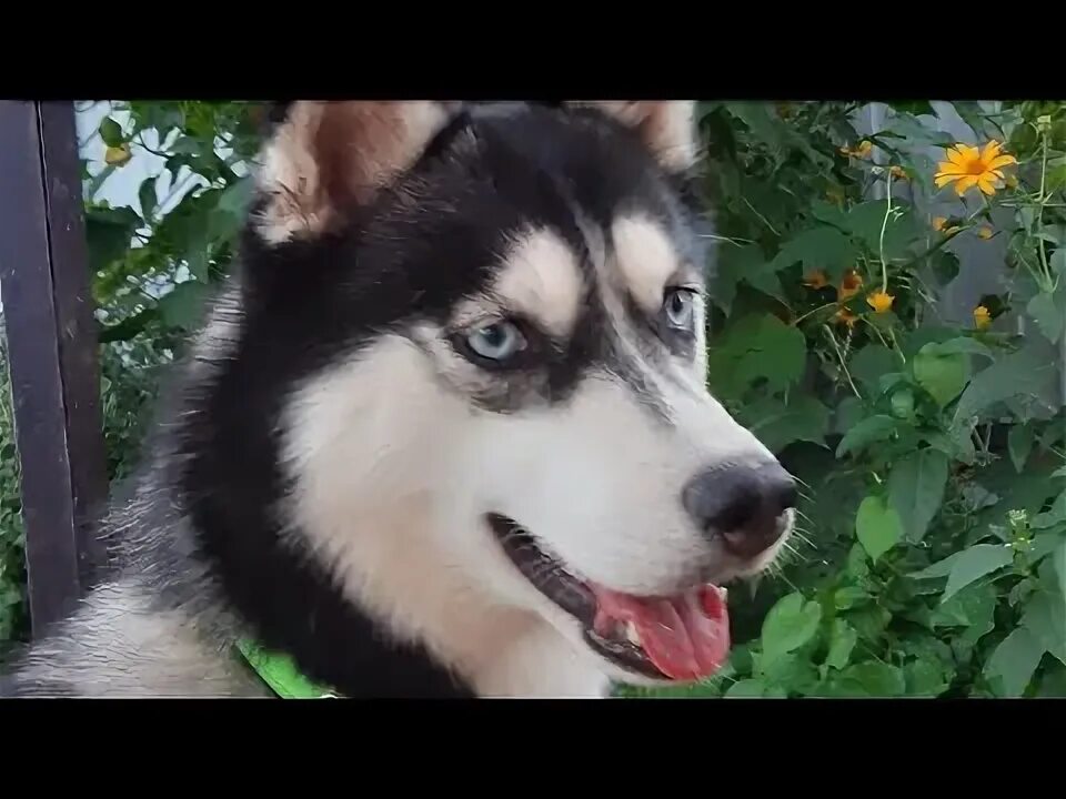 Грустный хаски. Фото хаски дома. Хаски 2024. Хаски 2024. Хаски фиолетовая.