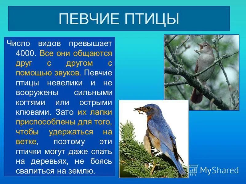 Наблюдение за птицами таблица. Птиц какое число. Скорость полёта перелетеых птиц. Какие перелетные птицы улетают в теплые края. Птицы которые улетают осенью.