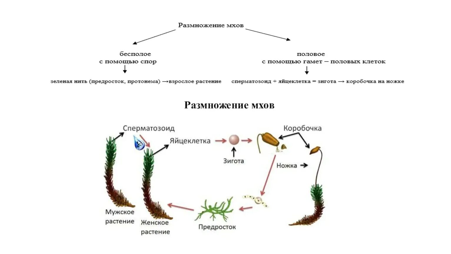 Размножение мха сфагнума схема. Схема размножения споровых растений. Цикл развития споровых растений. Споровое размножение сфагнума.