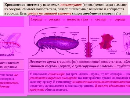 Гемолимфа насекомых