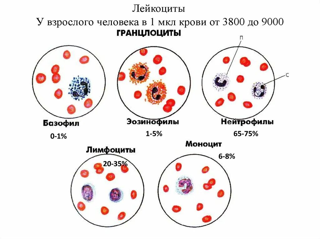 Т лимфоциты. Лейкоциты это лимфоциты и нейтрофилы. Нормы оак с лейкоформулой анализов. Показатели лейкоцитарной формулы крови. Лимфоцит.
