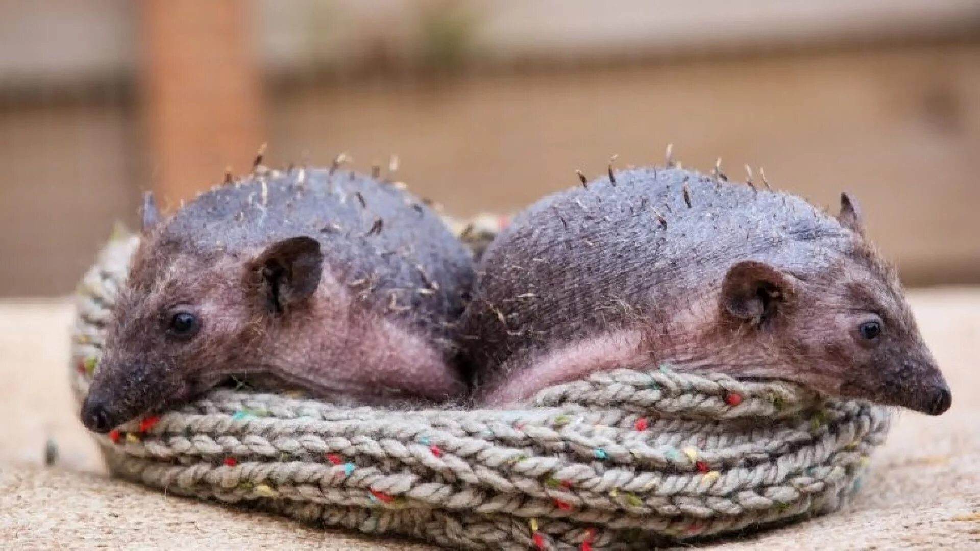 Ежик нельсон. Еж нельсон. Лысый еж. Лысый ежик фото нельсон. Африканский карликовый ежик альбинос.