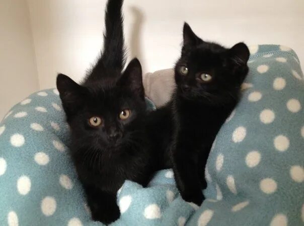 Два черных котенка. Два чёрных котёнка. Котята чёрные 2. Две черные кошечки. Черные котята в добрые