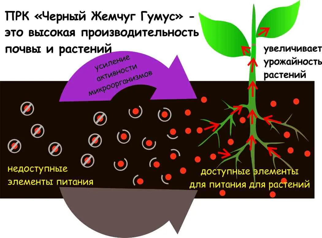 ПРК черный жемчуг гумус. Растения в почве. Повышение плодородности почвы без удобрений. Продуктивность почв.