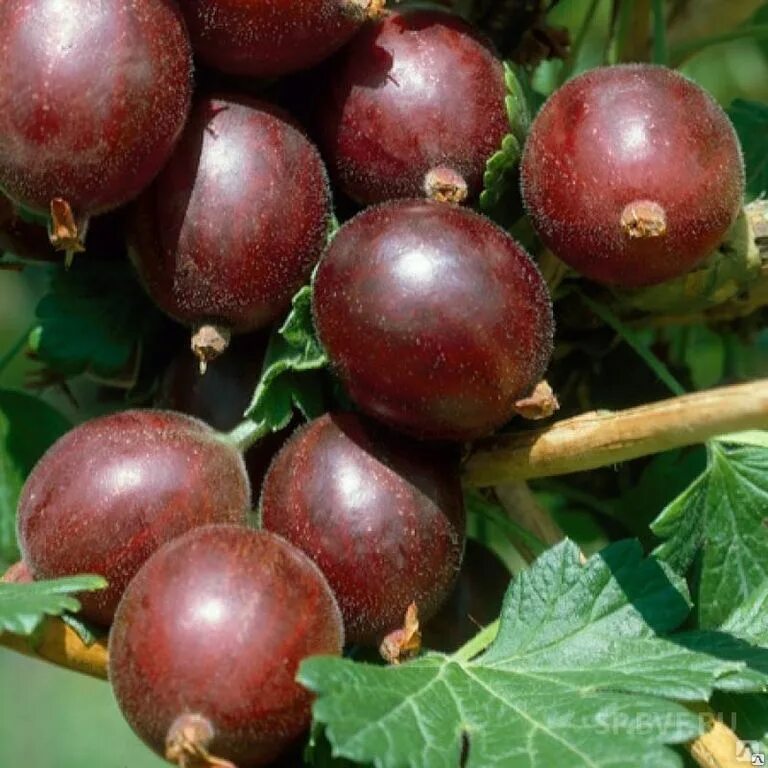 Крыжовник сорт спайнфри. Крыжовник хинномаки ред. крыжовник hinnonmaki red. крыжовник (hinnonmaki rot) p9. крыжовник спайнфри.