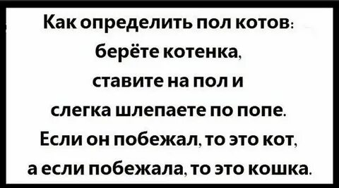 Как распознать кошку