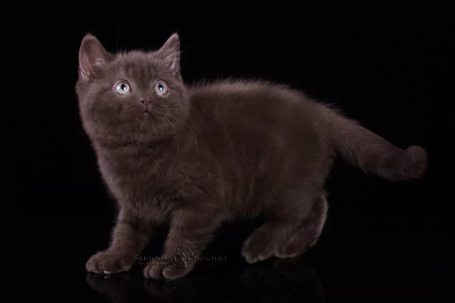 Гавана браун. Бурманская кошка. Доминирующий цвет британского кота. Окрас шерсти кошек огэ. Бурманская кошка коричневая.