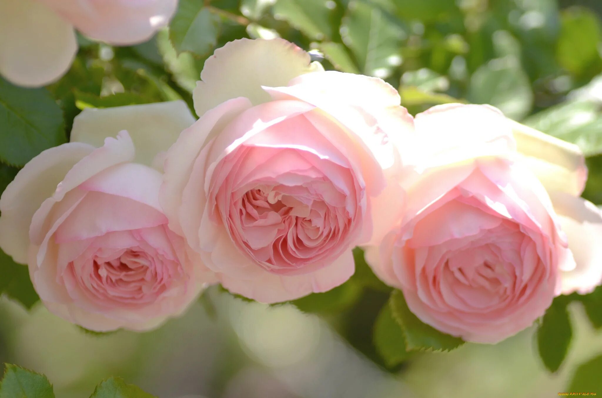 Пьер де Ронсар бутоны. Бледно розовые розы.