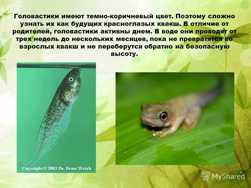 внутрение строение головастика лягушки. дыхание головастика. система дыхания лягушки. органы дыхания головастика. голова тик дыхательная система.